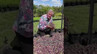 Experience Ajuga Burgundy Glows Enchanting Medley of Colours💜💚 [upl. by Halik604]