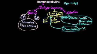 Immunology antibody Isotype switching [upl. by Akerdnuhs704]