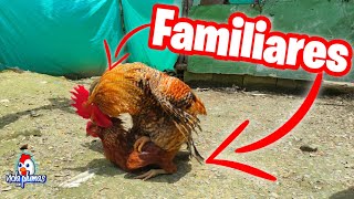 REPRODUCIR GALLINAS DE LA M1SMA F4MILIA  Consanguinidad [upl. by Tnarg198]