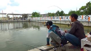 Mancing di KOLAM GRESIK Dapat rezeki gak disangkasangka [upl. by Macri]