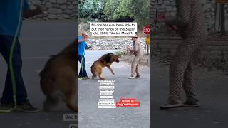 Dog Trainers Are Scared Of This Dog Dog Daddy Gets Called [upl. by Ahsekal]