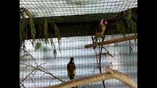 Goldfinch Pair breeding season 2011 [upl. by Ynaffik836]