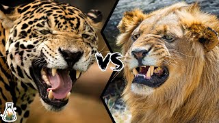 JAGUAR VS LION  Who will win this battle [upl. by Solomon]