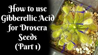 How to use Gibberellic Acid for stubborn Drosera seeds Part 1 [upl. by Phox]