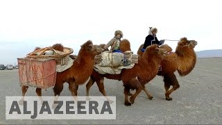 Mongolia races to preserve twohumped camels [upl. by Kotta]