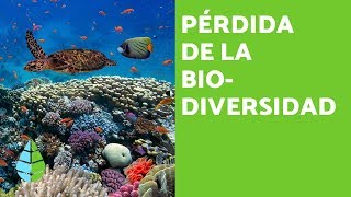 PÉRDIDA de la BIODIVERSIDAD CAUSAS y CONSECUENCIAS [upl. by Fidellas926]