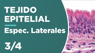 TEJIDO EPITELIAL 34 Especializaciones Laterales 🔬 [upl. by Millan]