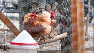 We Gave Our Chickens Weed To Keep Warm In The Snow [upl. by Ysac]