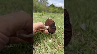 Cogumelos tipo anel de fada Lepiota cogumelos mushroom fungos fungi [upl. by Sewellyn]