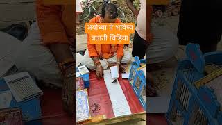 भविष्य बताने वाली चिड़िया🐦 viral ayodhya rammandir explore birds ram ayodhyadham mandir yt [upl. by Ehctav]