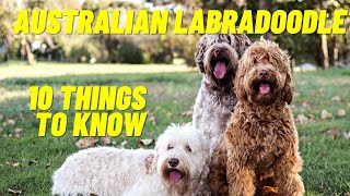 Australian Labradoodle  Top 10 Things To Know About the Australian Labradoodle Puppies and more [upl. by Issirk]