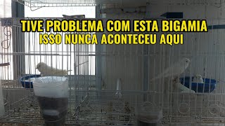 TIVE PROBLEMAS COM A BIGAMIA [upl. by Sleinad]