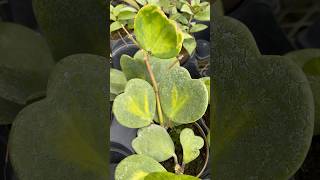 Hoya Plants  Vandermeer Nursery Sept 21 [upl. by Fauch]