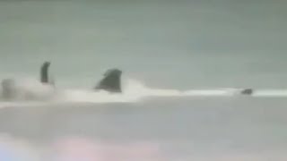 Horrible moment surfer is mauled by great white shark that bit off his leg [upl. by Thetis]