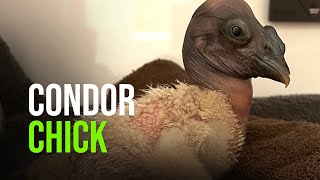 Akron Zoo Welcomes Andean Condor Chick [upl. by Ayalat]