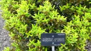 Euonymus Japonincus Microphyllus Aureus [upl. by Pass]