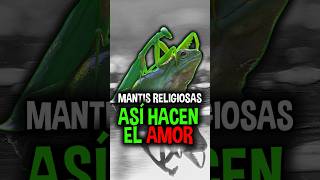 ¿Es verdad que las MANTIS se comen a sus machos luego de aparearse animal naturaleza documental [upl. by Ellac]