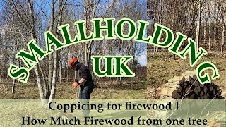 Coppicing for Firewood  How Much Firewood From One Tree [upl. by Ellennej]