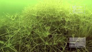 Starry Stonewort in Cosmeston lakes [upl. by Assenat]