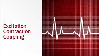 Skeletal Muscle ExcitationContraction Coupling [upl. by Grous609]