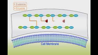 Antibacterial drugs animation Vancomycin [upl. by Yenittirb]