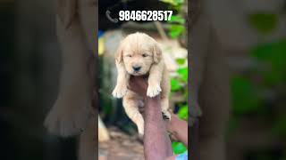 Golden retriever puppies for sale in 📍Kerala shorts [upl. by Felicio]