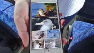 Cagarro  Corys Shearwater bird  Terceira Azores [upl. by Nonnag]