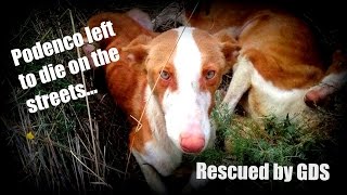 Rescue of a Podenco left to die alone on the streets [upl. by Giles]