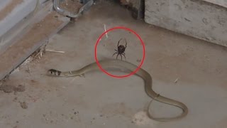 Snake Caught in Web Battles Redback Spider [upl. by Childs51]