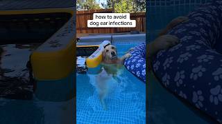 After pool care is tedious but SO important PoolTime SwimmingDog earinfections summervibes [upl. by Akital]