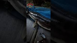 UMPAN SF RJ LURE DI HAJAR IKAN GIANT SNAKEHEAD [upl. by Vitalis582]