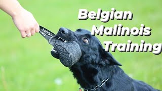 Belgian Malinois Training Protection Owner  Basics Obedience  Basics Command  K9 Dog [upl. by Ahseret]