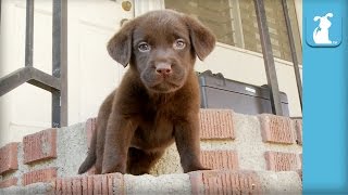 Chocolate Lab Puppy Cant Get Down The Stairs  Puppy Love [upl. by Effie977]