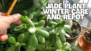 JADE PLANT INDOOR WINTER CARE  Repot And Propagation jadeplant succulents houseplants [upl. by Awjan666]