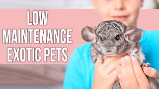 Low Maintenance EXOTIC Pets That Everyone Can Own [upl. by Sarita]