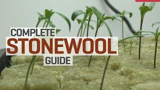 Rockwool Hydroponics Propagation and Transplanting Complete Guide [upl. by Bordy227]