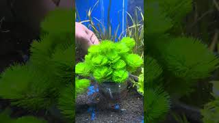 Cabomba green tanaman aquascape [upl. by Barth]