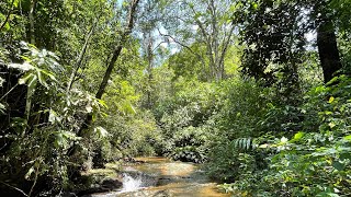 Walking through a tropical rainforest  Tijuca National Park  Trip to Rio de Janeiro Brazil 2020 [upl. by Warfield522]