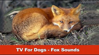 TV For Dogs  Fox Sounds [upl. by Routh]