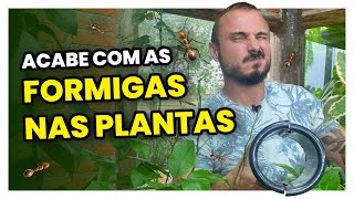 Como prevenir e acabar com as formigas das suas plantas  Elimine de uma vez por todas [upl. by Ayom]