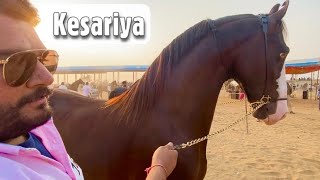 Stallion Kesariya  What a stunning beauty Pushkar Horse Fair Ring Show 2021 [upl. by Guerra]