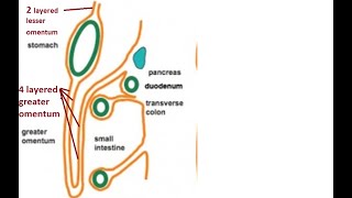 Difference between greater and lesser omentum [upl. by Jemma]