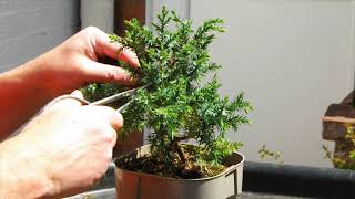 18 Juniperus Chinensis Chinese Juniper Blue Alps Initial clean up [upl. by Renata442]