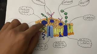 Explicación transporte de membrana [upl. by Brod]