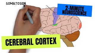 2Minute Neuroscience Cerebral Cortex [upl. by Alih407]