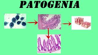 Giardia Lamblia  GIARDIASIS [upl. by Idnac]