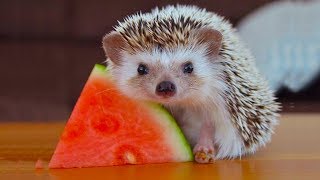 CUTEST Tiny Hedgehog Eating Food  Funny Everyday Compilation [upl. by Agnew417]