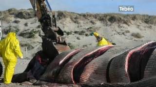 Une baleine de 20 tonnes échouée sur une plage en Finistère [upl. by Richmound]