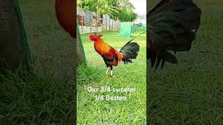 34 sweater 14 Boston gcgf game farm Batangas shortviral chicken chickenbreeds shortvideo [upl. by Ahsratal512]