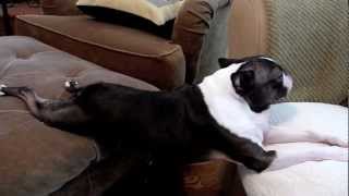 Boston Terrier planking across couch set to 2001 Space Odyssey [upl. by Sachsse]